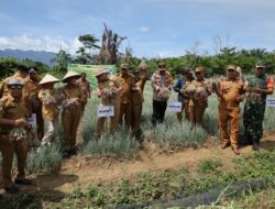 Pemkab dan DPRD Konut Panen Bawang di Desa Tetewatu